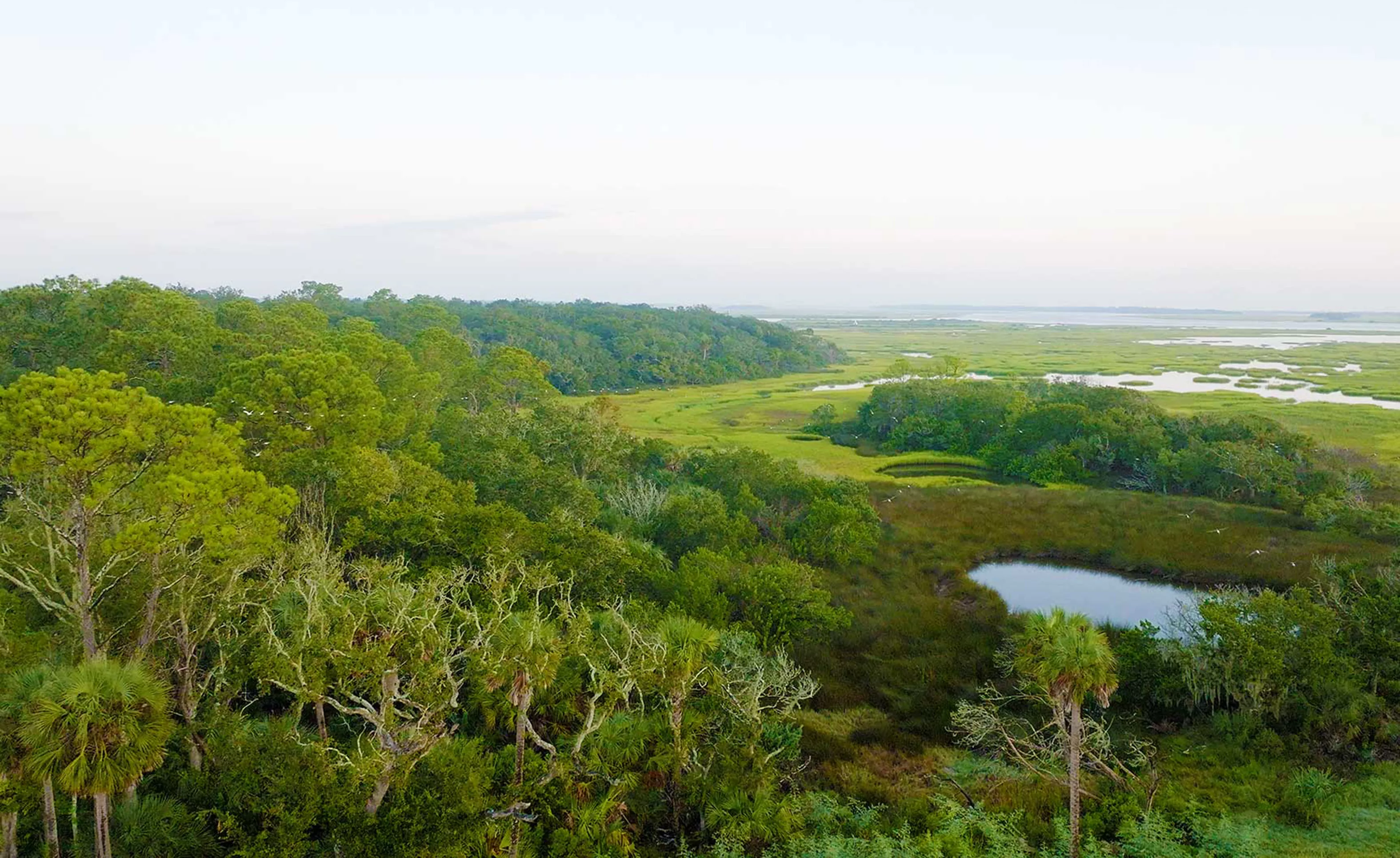 Madeira - Woods and Marshes