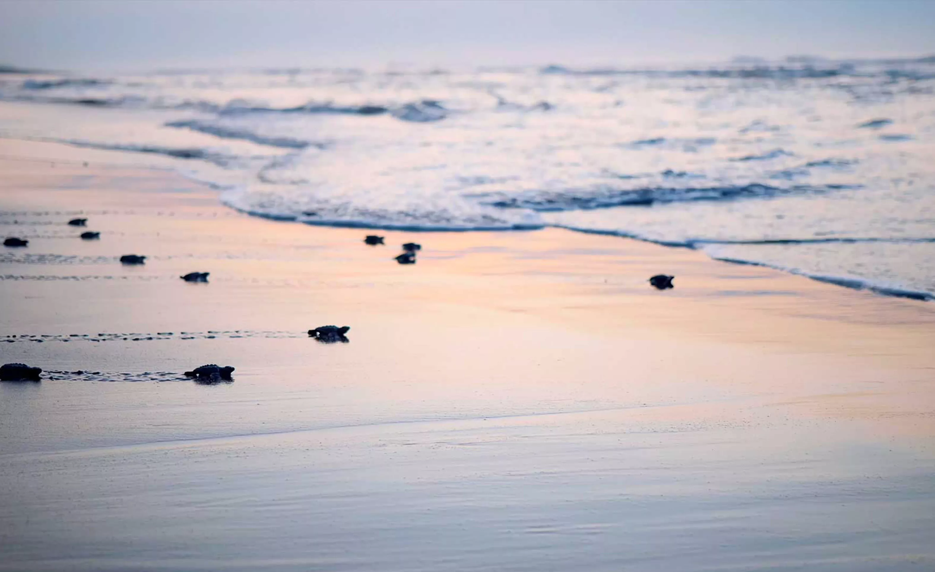 St. Augustine Beaches with Turtles