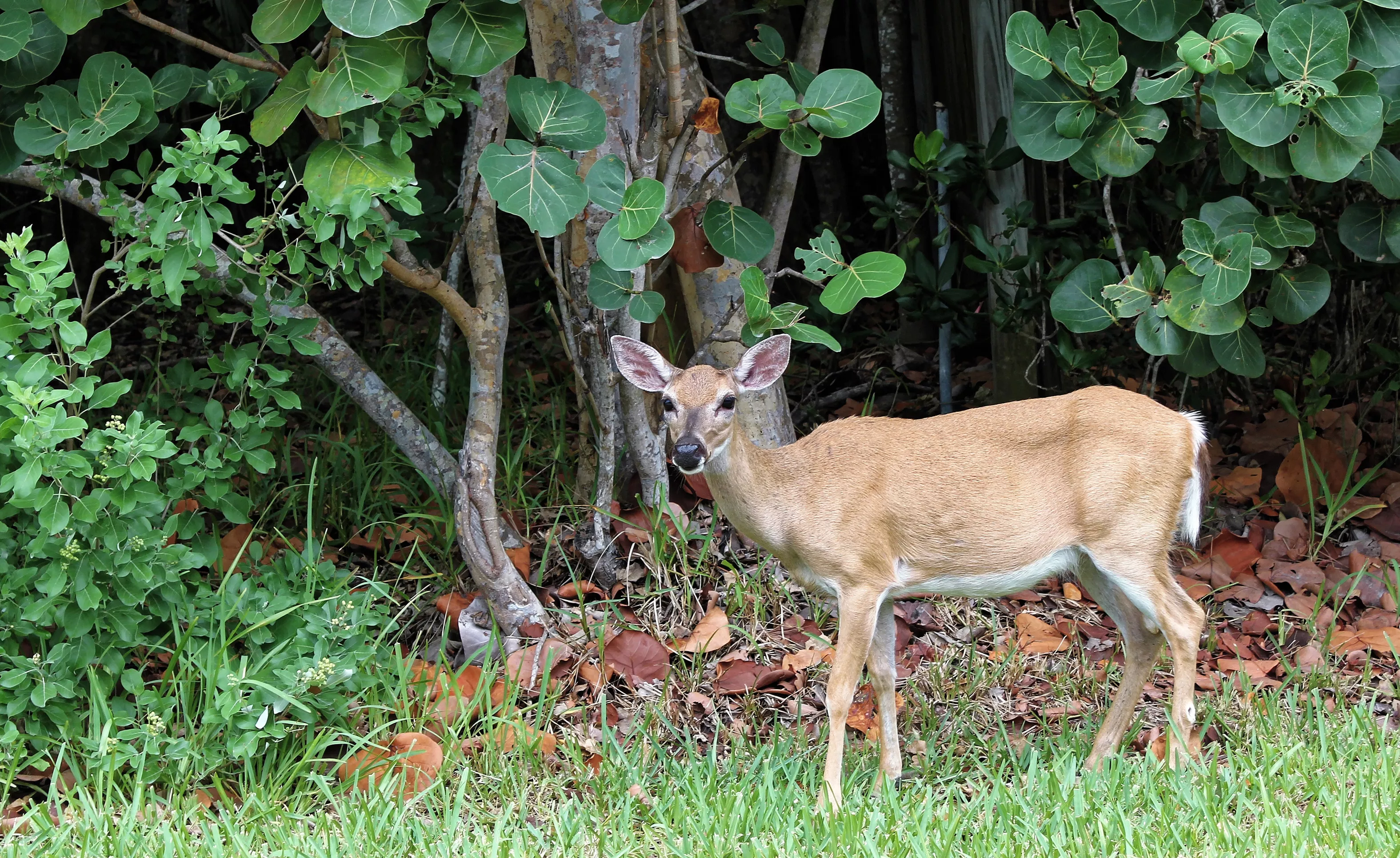The Estates at Brown's Landing