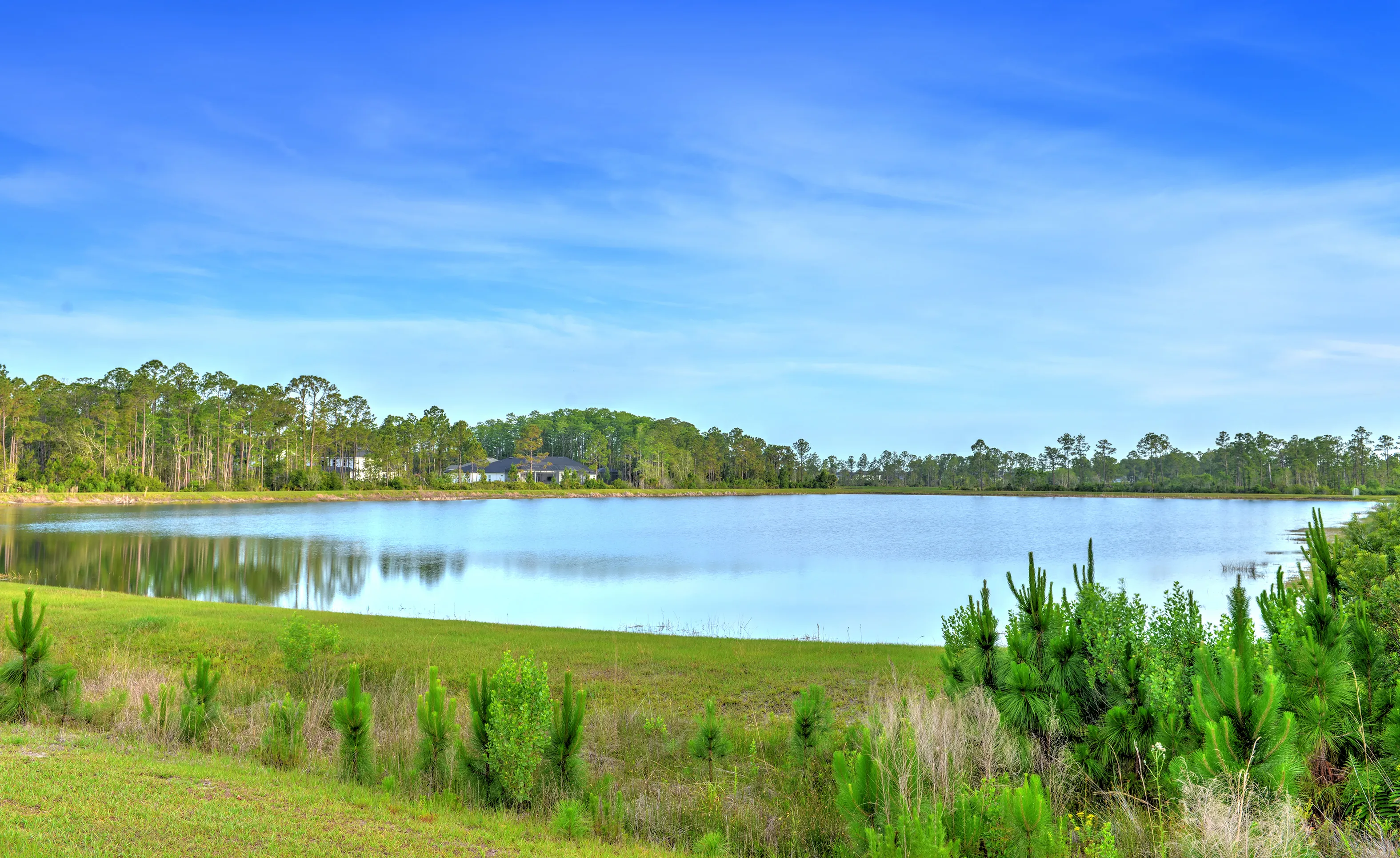 A scenic view of a calm lake surrounded by grassy shorelines, young pine trees, and a distant treeline in Woodhaven.