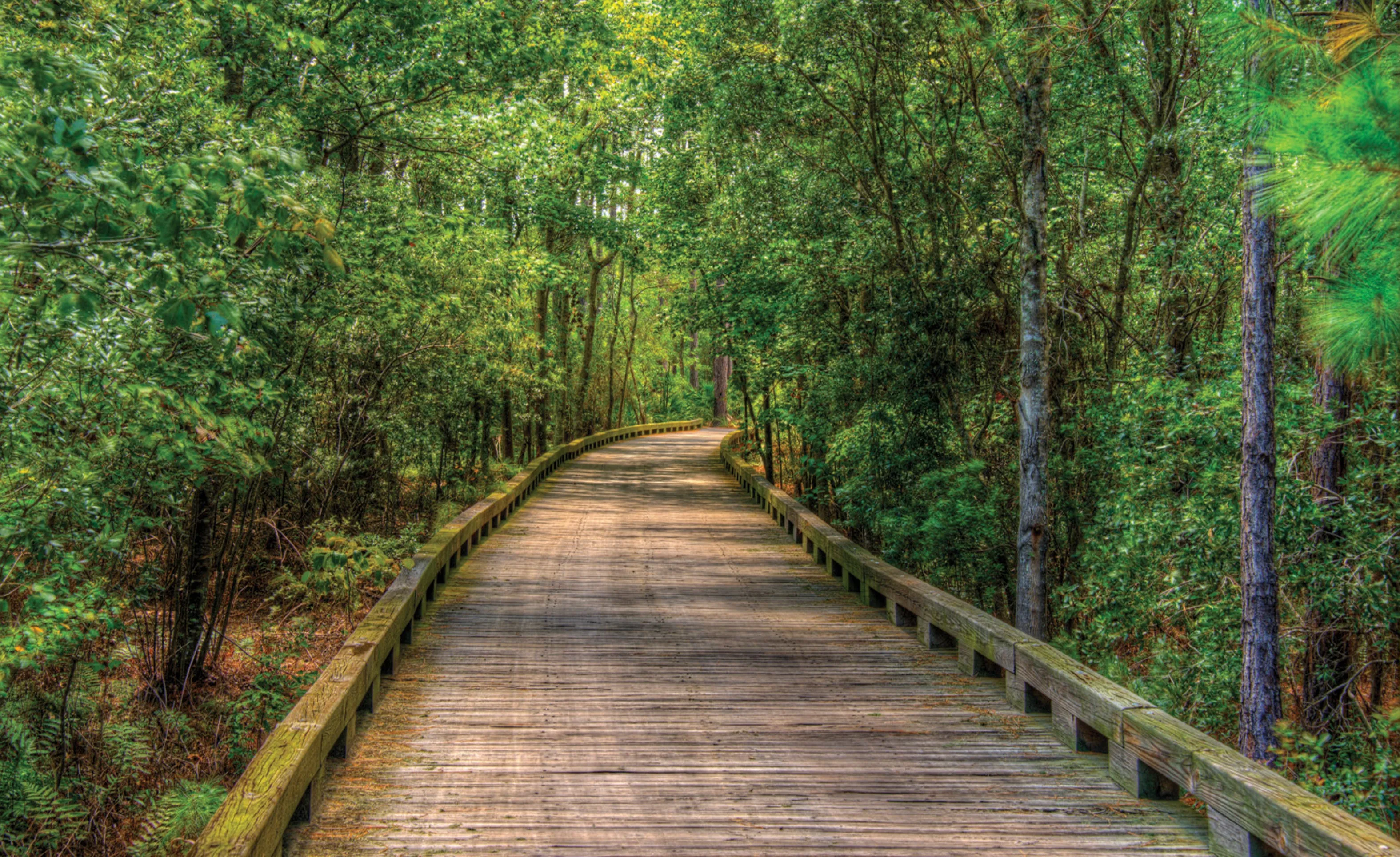A wooden boardwalk trail winding through a dense, green forest in the Amelia National community.