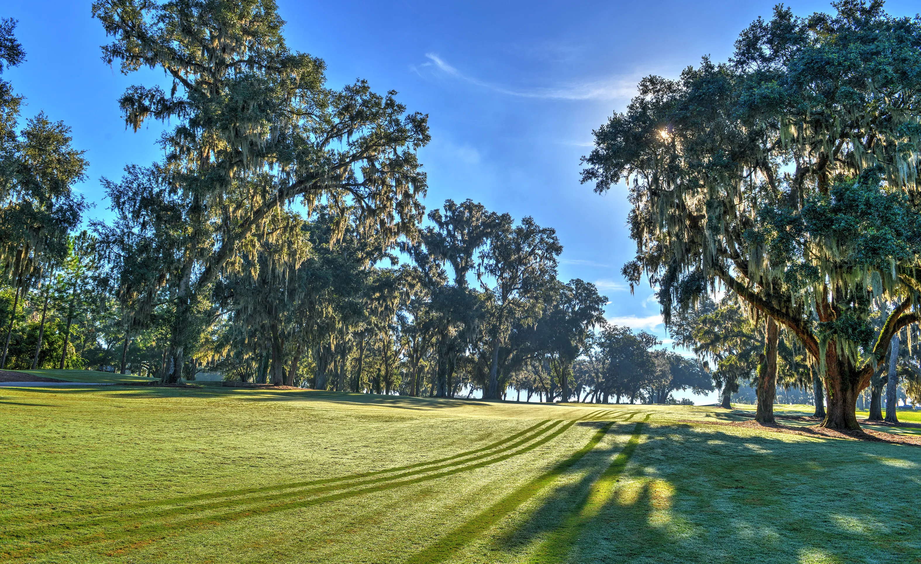Sunny landscape at IronCrest with a large grassy field framed by tall oak trees draped in Spanish moss.