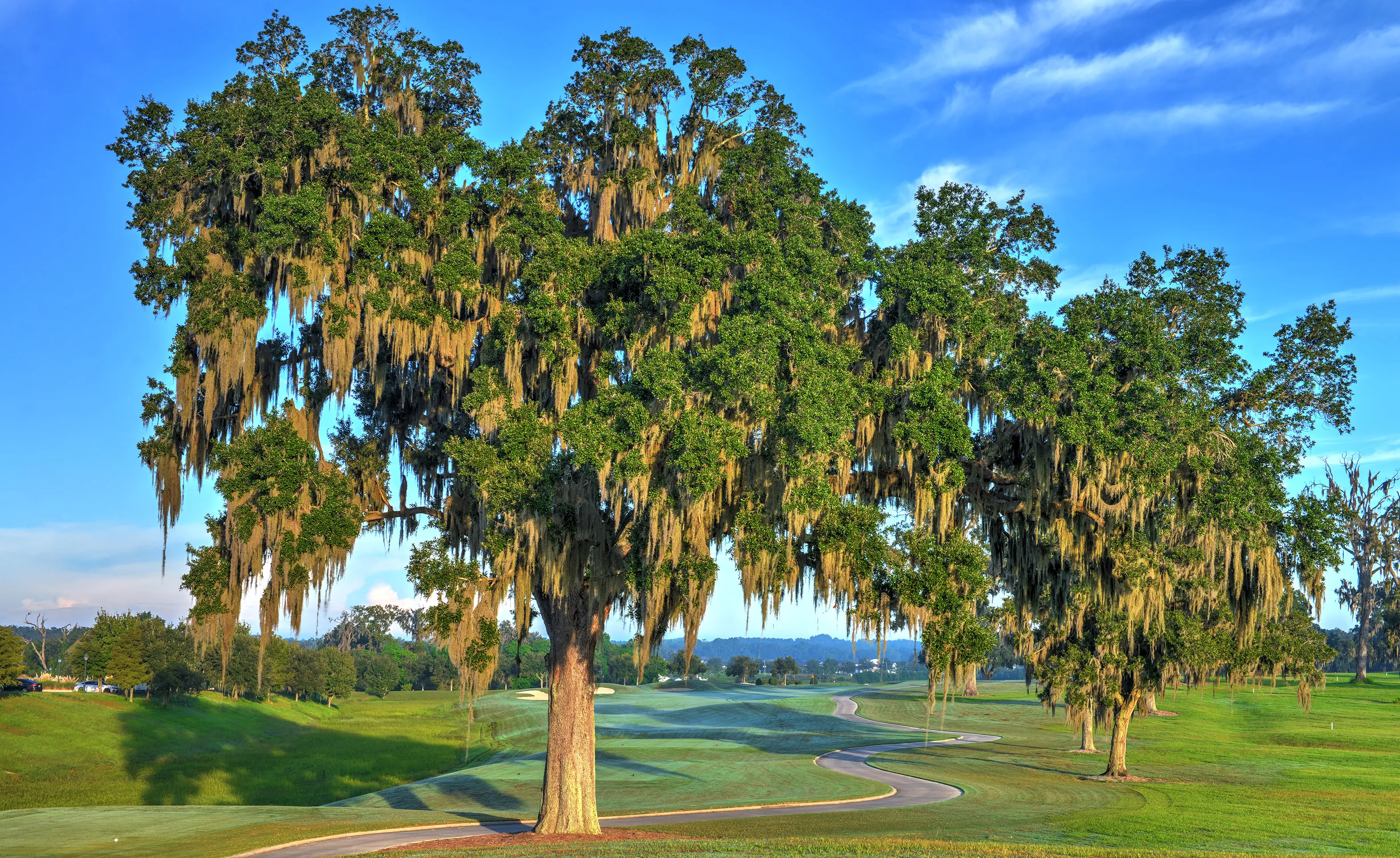 Large moss-draped live oak trees stand on a winding paved path through a green landscape in the IronCrest community.
