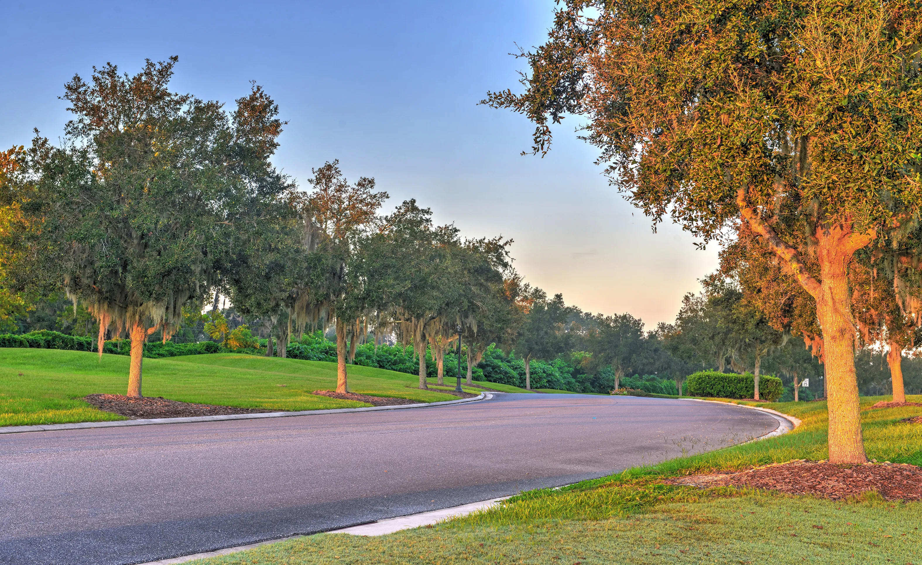 Curved asphalt road lined with mature trees featuring Spanish moss in the IronCrest community at sunset.