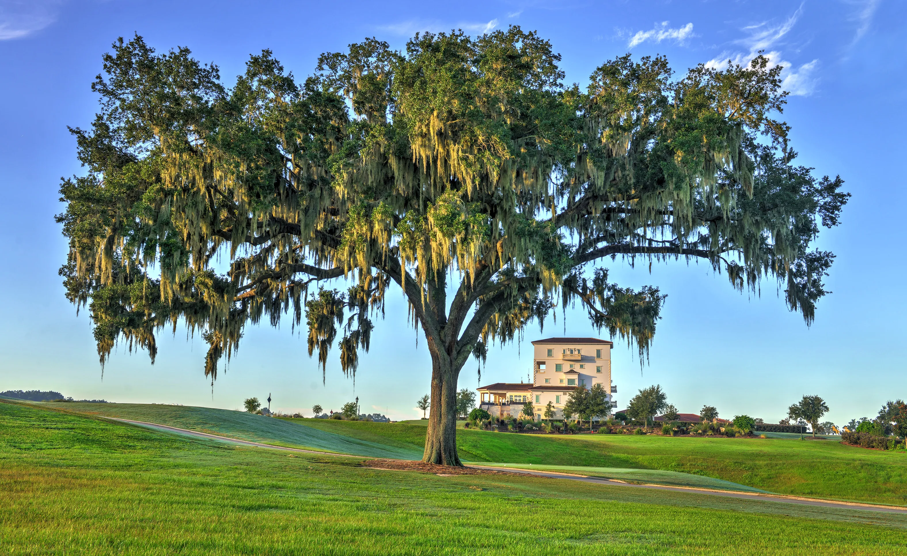 Large oak tree with Spanish moss in a grassy field at IronCrest, with a multi-story building visible in the background.