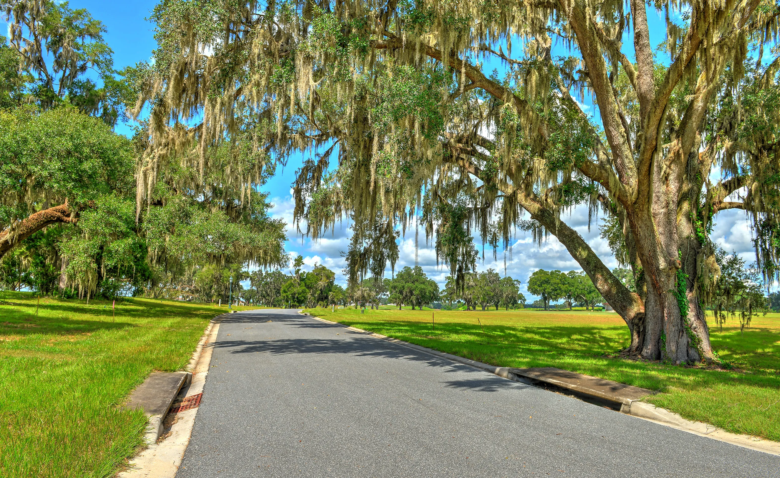 Paved road at IronCrest community flanked by grassy fields and large oak trees draped with Spanish moss under a blue sky.